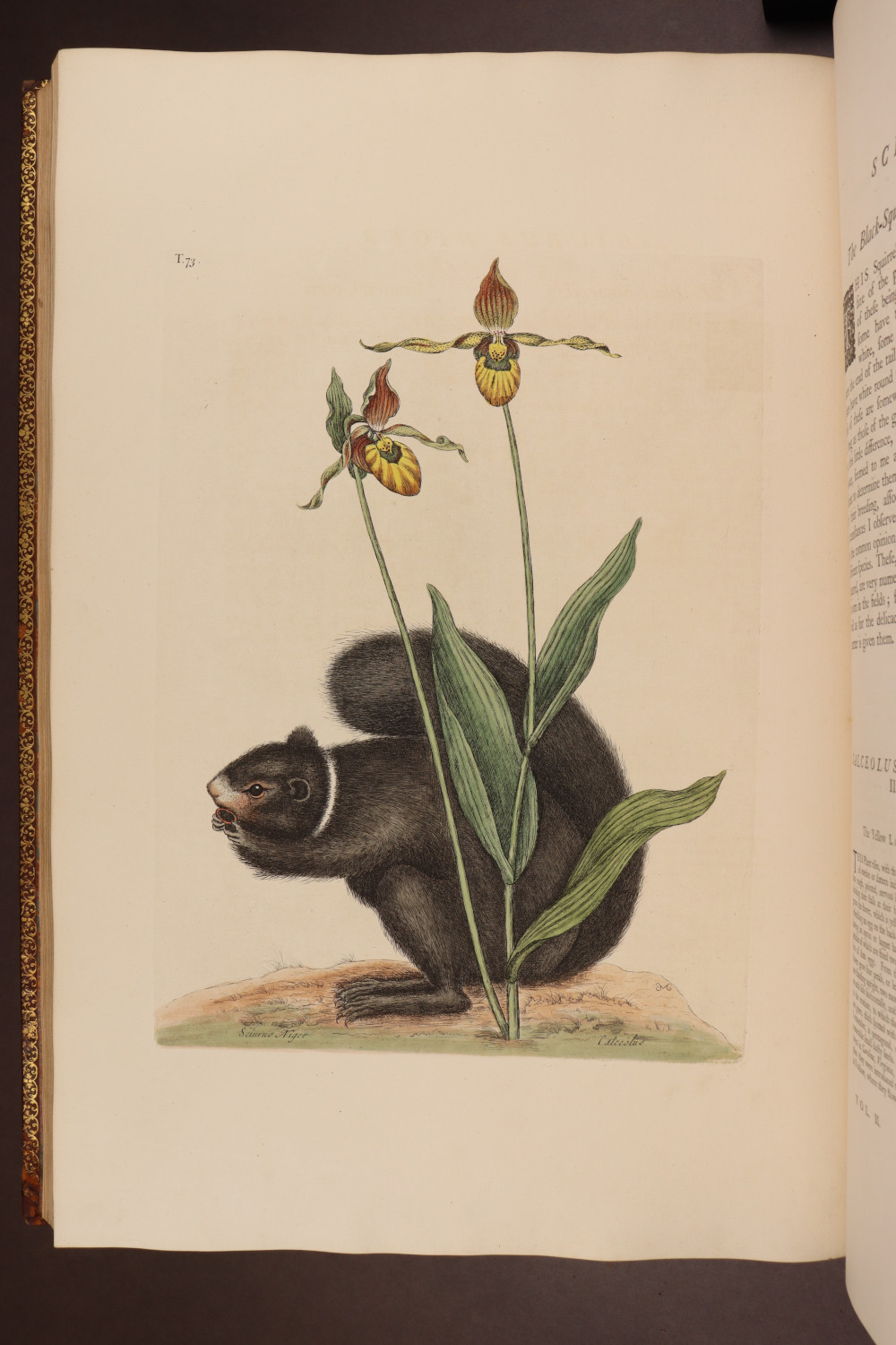 Plate 73